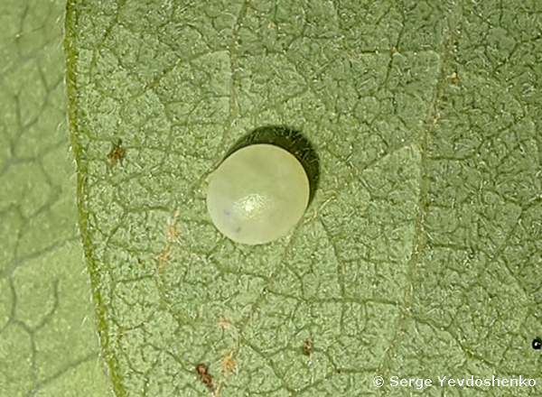 Egg of Hemaris dentata, Anamas Daglari, Anatolia, Turkey, vi.2024. Photo: © Serge Yevdoshenko.