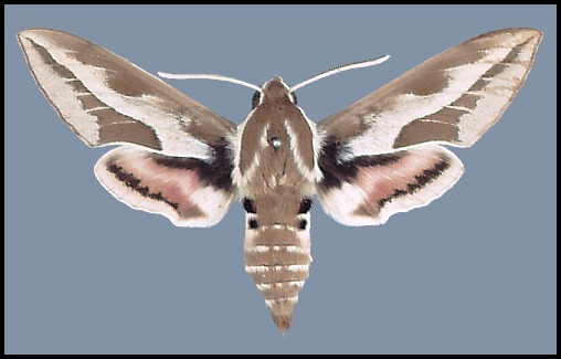 Male Hyles tithymali deserticola, Algeria.