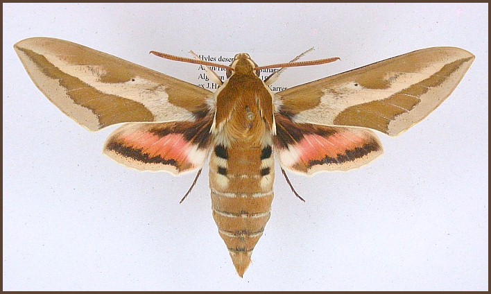 Male Hyles tithymali deserticola, Algeria. Photo: © Pascal Régnier.
