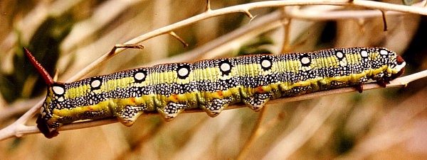 Full-grown larva of Hyles tithymali deserticola. Photo: © H. Stadelmeier.