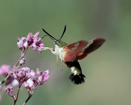 Male Hemaris ducalis feeding from the flowers of dogbane (Apocynum), Karatau area, Kazakhstan, 2015. Photo: © Dmitry Shovkoon.