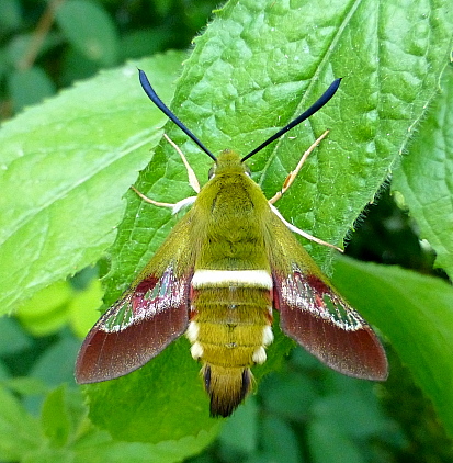 Male Hemaris ducalis, Chatkal Mountains, Kyrgyzstan, bred 2017/18, leg. Serge Yevdoshenko. Photo: © Tony Pittaway.