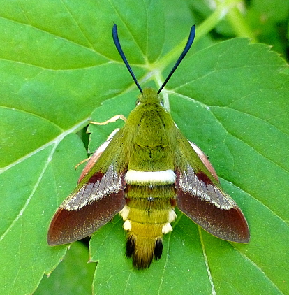 Male Hemaris ducalis with pre-flight scales, Chatkal Mountains, Kyrgyzstan, bred 2017/18, leg. Serge Yevdoshenko. Photo: © Tony Pittaway.