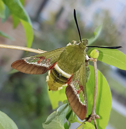 Male Hemaris ducalis, Chatkal Mountains, Kyrgyzstan, bred 2017/18. Photo: © Serge Yevdoshenko.