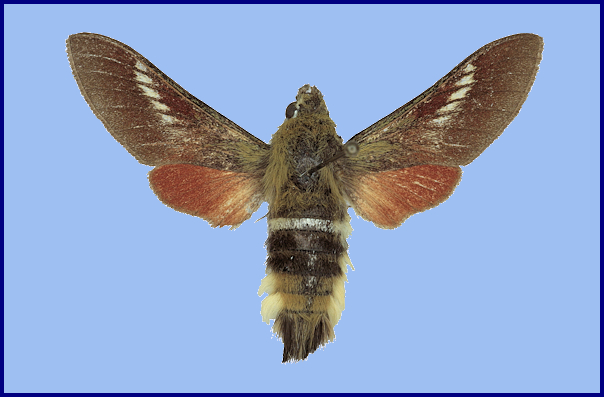 Male Hemaris ducalis ducalis f. lukhtanovi, Shandur Pass (Gilgit-Chitral road), Gilgit, Pakistan, 3700-4000m, 6-11.vii.1995. Photo: © Ronald Brechlin.