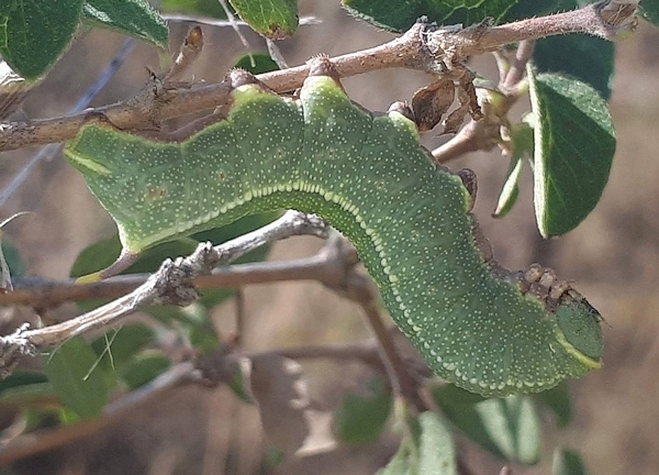 Full-grown green form larva of Hemaris ducalis on Lonicera, Chatkal Mountains, Kyrgyzstan, 28.vii.2017. Photo: © Serge Yevdoshenko.