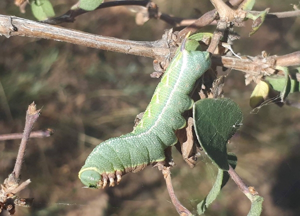 Full-grown green form larva of Hemaris ducalis on Lonicera, Chatkal Mountains, Kyrgyzstan, 28.vii.2017. Photo: © Serge Yevdoshenko.