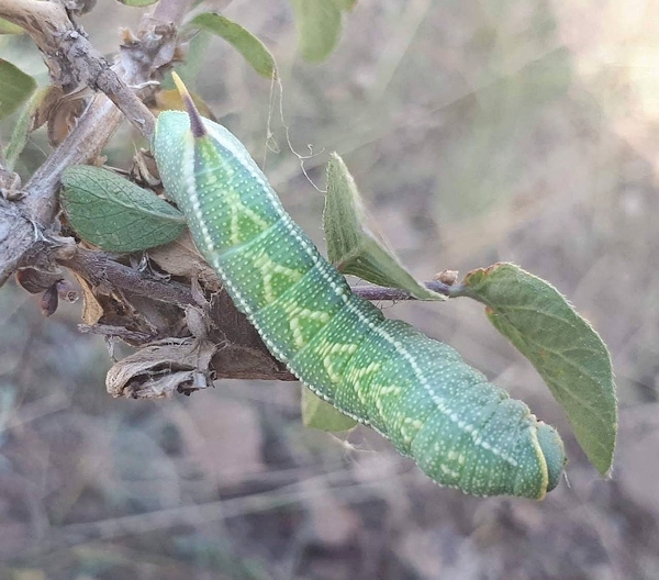 Full-grown green form larva of Hemaris ducalis on Lonicera, Chatkal Mountains, Kyrgyzstan, 28.vii.2017. Photo: © Serge Yevdoshenko.