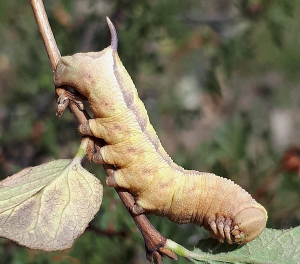 Full-grown brown form larva of Hemaris ducalis on Lonicera, Chatkal Mountains, Kyrgyzstan, 28.vii.2017. Photo: © Serge Yevdoshenko.