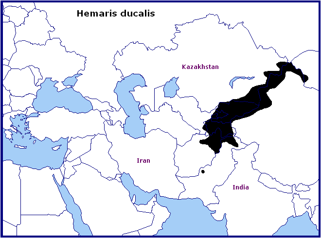 Global distribution of Hemaris ducalis. Map: © Tony Pittaway.
