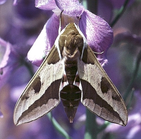 Adult Hyles euphorbiae euphorbiae, Lake Neusiedl, Austria. Photo: © Tony Pittaway.