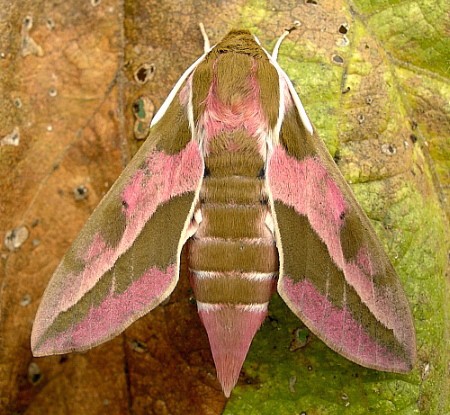 Female Hyles euphorbiae euphorbiae X Hyles tithymali gecki, Minho Province, Portugal. Photo: © Tony Pittaway.