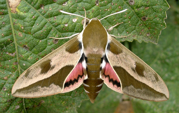 Female Hyles euphorbiae euphorbiae in alarm posture, Czechia. Photo: © Tony Pittaway.