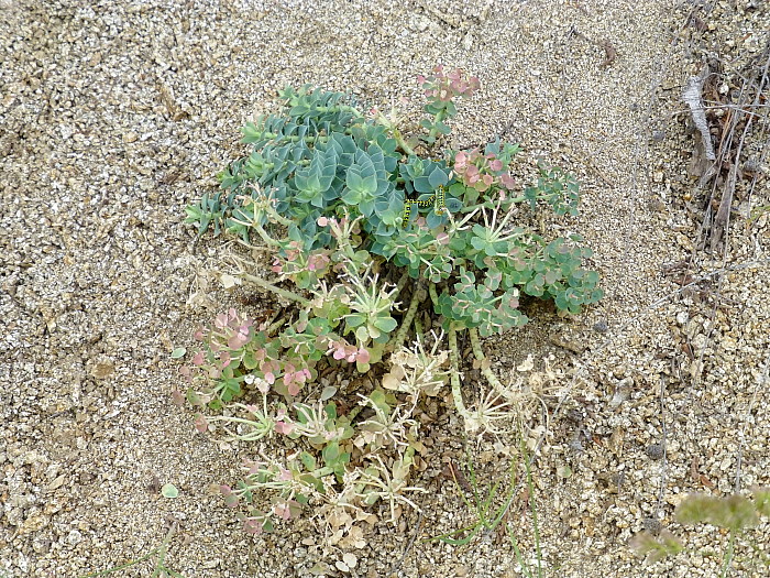 Typical feeding damage of Hyles euphorbiae euphorbiae, Serres area, northern Greece, 8.vi.2013. Photo: © Tony Pittaway.