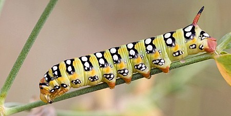 Fourth instar larva of Hyles euphorbiae euphorbiae, southern France. Photo: © Frank Deschandol.