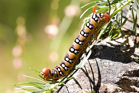 Final instar larva of Hyles euphorbiae euphorbiae, southern France. Photo: © Frank Deschandol.