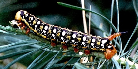 Early final instar larva of Hyles euphorbiae euphorbiae, Lake Neusiedl, Austria. Photo: © Tony Pittaway.