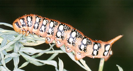 Normal larval form of Hyles euphorbiae euphorbiae, Ala Buka Valley, Kyrgyzstan. Photo: © Clas Naumann.