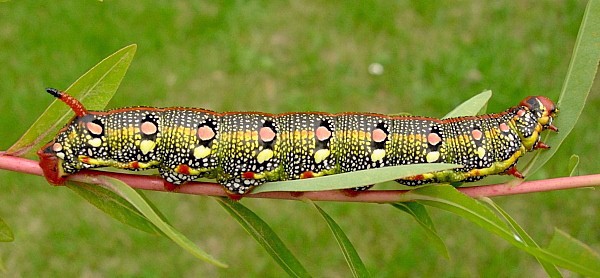 Full-grown larva of Hyles euphorbiae euphorbiae X Hyles tithymali gecki, Minho Province, Portugal. Photo: © Tony Pittaway.