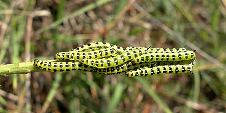 Second instar larval cluster of Hyles euphorbiae euphorbiae, Kresna Gorge, Bulgaria. Photo: © Tony Pittaway.