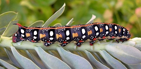 Final instar larva of Hyles euphorbiae euphorbiae, Madzharovo, Bulgaria. Photo: © Tony Pittaway.