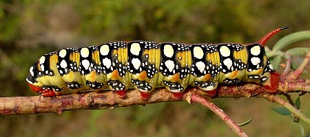 Final instar larva of Hyles euphorbiae euphorbiae, Madzharovo, Bulgaria. Photo: © Tony Pittaway.