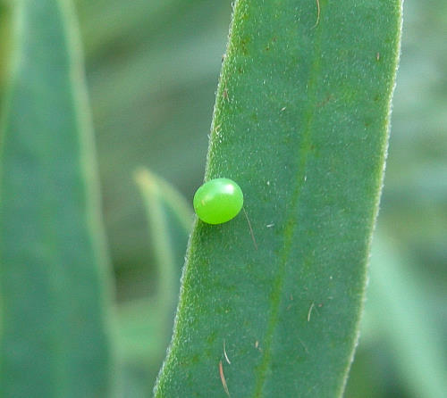 Egg of Hyles euphorbiae euphorbiae, Czechia. Photo: © Tony Pittaway.