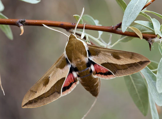 Male Hyles euphorbiae euphorbiae, Bakanas, Ili river, SE Kazakhstan, 9-10.v.2013. Photo: © Svyatoslav Knyazev.