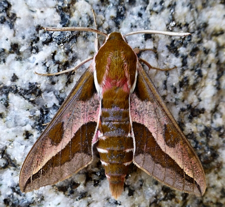 Male Hyles euphorbiae euphorbiae, Maanet de Cabrenys, Catalonia, Spain, 31.v.2016. Photo: © Tony Pittaway.