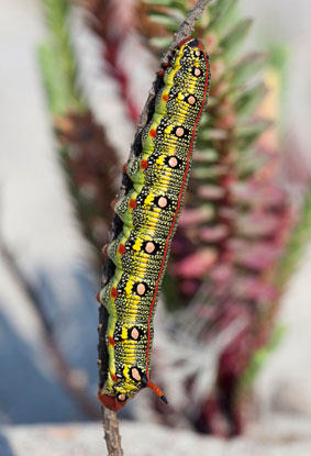 Full-grown larva of Hyles euphorbiae euphorbiae X Hyles tithymali gecki, Muros area, NW Spain. Photo: © Frank Deschandol.