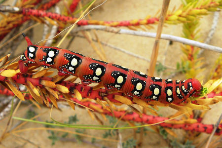 Final instar larva of Hyles euphorbiae euphorbiae, Cadiz, southern Spain, August 2010. Photo: © Isabel Angulo.