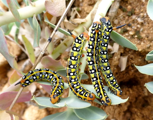 Early final instar larvae of Hyles euphorbiae euphorbiae, Serres area, northern Greece, 11.vi.2013. Photo: © Tony Pittaway.