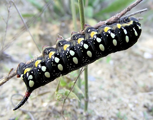 Final instar black form larva of Hyles euphorbiae euphorbiae, Vilkovo, Kiliya district, Odessa region, Ukraine, 13.x.2013. Photo: © Yevgeniy Khalaim.