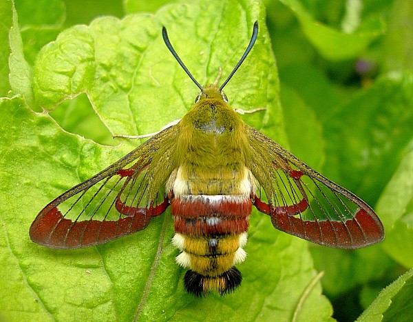 Adult female Hemaris fuciformis fuciformis, Catalonia, Spain. Photo: © Tony Pittaway.