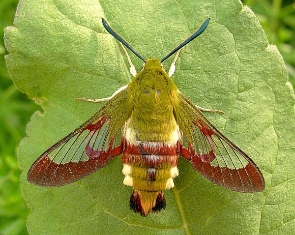 Adult male Hemaris fuciformis fuciformis, Catalonia, Spain. Photo: © Tony Pittaway.