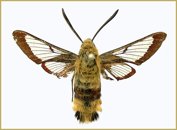 Adult male Hemaris fuciformis fuciformis, Kangra Valley, Himachal Pradesh, India (= Hemaris simillima). Photo: © Tony Pittaway, NHMUK.