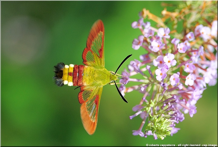 'syra'-like adult male Hemaris fuciformis fuciformis, Liguria, Italy, 7.vii.2008. Photo: © Roberto Zappaterra.