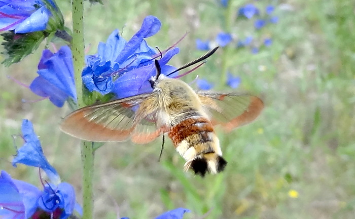 Male Hemaris fuciformis fuciformis feeding, Zharkent district, Almaty region, Dzhungarsky Alatau Mountains, SE Kazakhstan, 25.vi.2012. Photo: © Sergey Rybalkin.