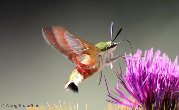 Male Hemaris fuciformis fuciformis feeding, Emin County, Xinjiang, China, 2.vii.2021. Photo: © Wang ShaoShan.