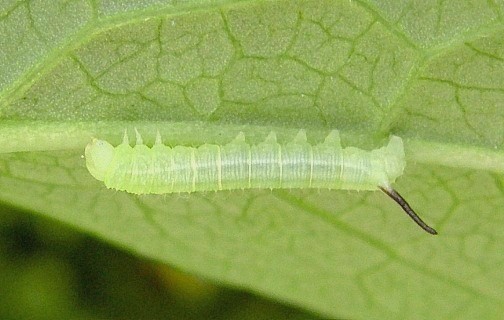 Second instar larva of Hemaris fuciformis fuciformis, Catalonia, Spain. Photo: © Tony Pittaway.