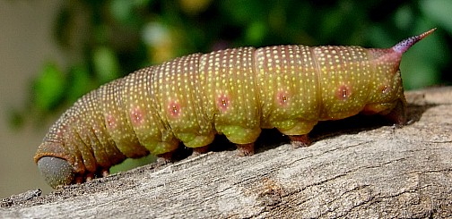 Pre-pupation larva of Hemaris fuciformis fuciformis, Catalonia, Spain. Photo: © Ben Trott.