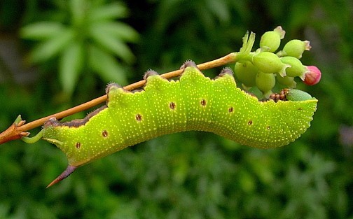 Final instar green form larva of Hemaris fuciformis fuciformis, Catalonia, Spain. Photo: © Tony Pittaway.