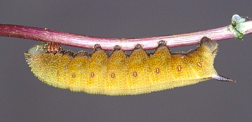 Golden larval form, Var Province, France. Photo: © J.-M. Bompar.