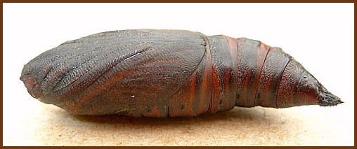 Pupa of Hemaris fuciformis fuciformis, England, UK. Photo: © Tony Pittaway.