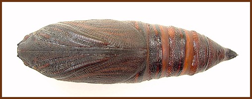 Pupa of Hemaris fuciformis fuciformis (ventral view), England, UK. Photo: © Tony Pittaway.