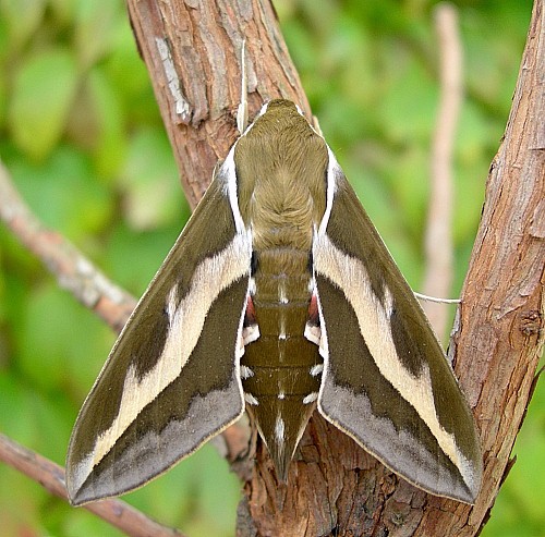 Bedstraw hawkmoth Hyles gallii (Rottemburg, 1775)