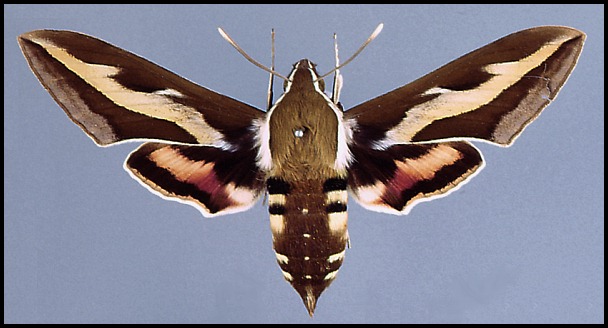 Female Hyles gallii, Saxony, Germany.