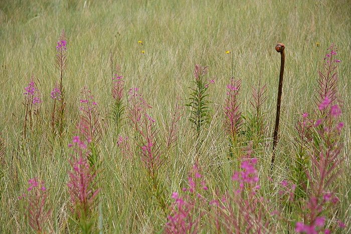 Typical duneland habitat of Hyles gallii with Epilobium angustifolium, Northumberland, England. Photo: © Vats Jaros.