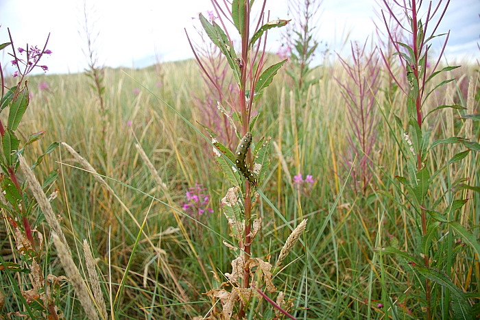 Typical duneland habitat of Hyles gallii with Epilobium angustifolium, Northumberland, England. Photo: © Vats Jaros.