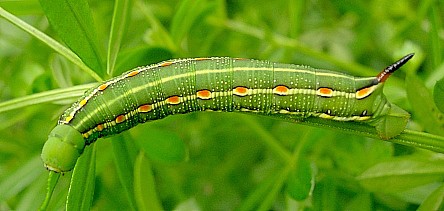 Fourth instar green form larva of Hyles gallii, Oland, Sweden. Photo: © Tony Pittaway.